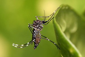 Aedes aegypti mosquito, known dengue carrier.