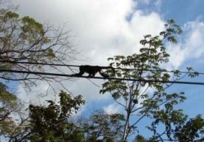 Howler Monkey Costa Rica