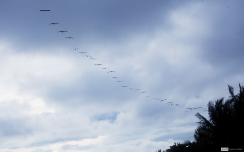 A Flock of birds at Playa Hermosa