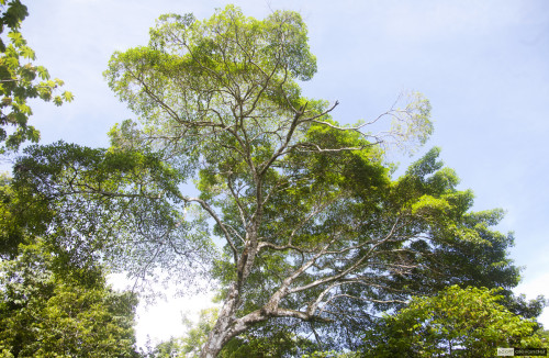 Tree against the sky