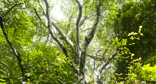 Tree in the forest