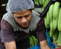 Banana Farm Costa Rica