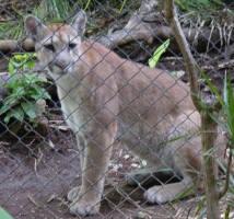 Costa Rica Zoos Closing