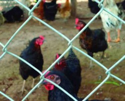Criollo Chicken in Nicoya Costa Rica