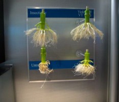 Monsanto GMO Corn Stalk Roots. Source: Wikimedia Commons