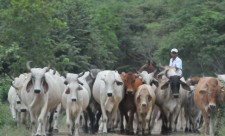 Cattle Theft in Costa Rica Farms