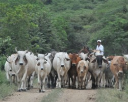 Cattle Theft in Costa Rica Farms