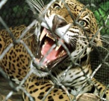 Costa Rica to close zoos