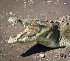 Crocodile Tarcoles River Costa Rica