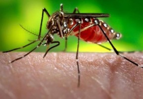 Dengue Fever Campaign Costa Rica
