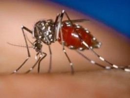 Dengue Fever Cases Drop in Costa Rica