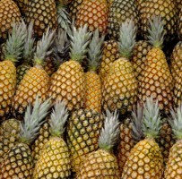 International Pineapple Organization San Jose Costa Rica