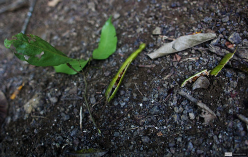 Bean pods and broken twigs.  Still green?  Look up!  The monkeys might still be there!!