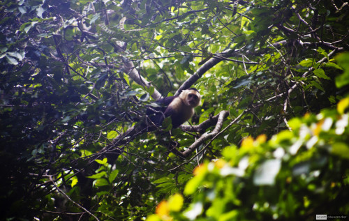Monkey #1, in the mountains surrounding Jacó, Costa Rica.