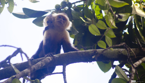 Sweet monkey love.