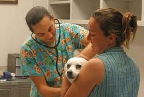 Veterinarian Costa Rica