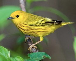 Yellow Warbler Costa Rica