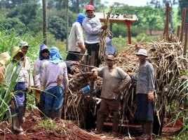 Foreign Workers at Suger Cane Farm Costa Rica
