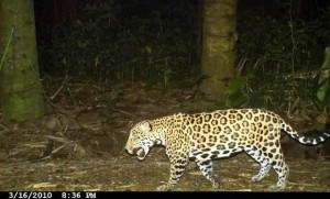 Jaguar caught by camera trap on the Osa, image by Yaguara.org