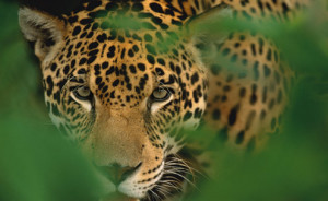 Jaguar on the Osa Peninsula, image by Valle Dorado Tours