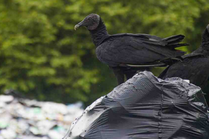 Nosara Costa Rica Garbage Dump