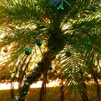Costa Rica Christmas Palm Tree