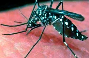 Dengue Mosquito