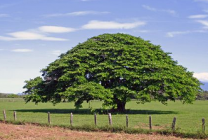 Guanacaste Tree in Costa Rica