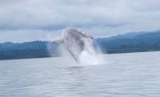 Humpback Whale mother breaching in Golfo Dulce