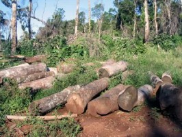 Illegal Logging Costa Rica