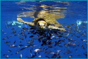 Sea turtle off Costa Rica's southern Pacific Coast