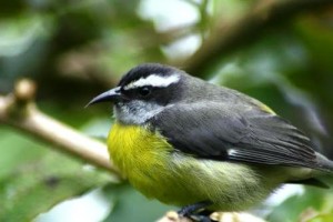 Birds Costa Rica - Bananaquit