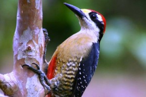 Birds Costa Rica - Woodpecker