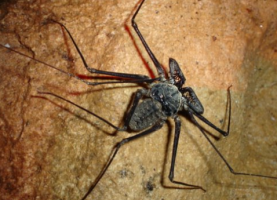 Cave spider at Cavernas el Venado