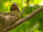 Costa Rica wildlife, sloth