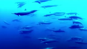 Dolphin Megapod Costa Rica
