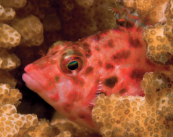 Gulf of Papagayo Marine Diversity