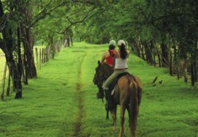 Horseback Riding in Guanacaste Costa Rica
