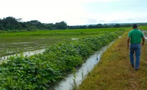 Irrigation Canal Guanacaste
