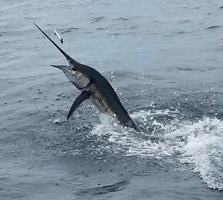 Los Sueños Marina in Costa Rica