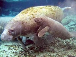 Manatee Costa Rica