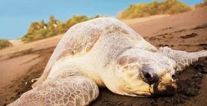 Olive Ridley Sea Turtle