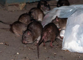 Rat Infestation in San Jose Costa Rica