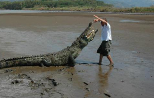 Tourists and Crocodiles Share the Beach in Tamarindo - Costa Rica Star News