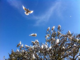 Doves