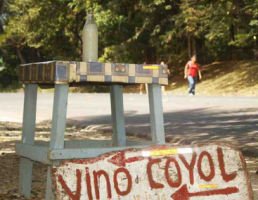 bottle of coyol wine sap of coyol palms