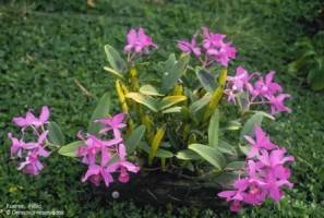 Guaria morada in the wild. Source: InBio CR.