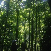 Sensoria rainforest in Costa Rica