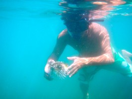 Kayak Jaco guide holding showing us a blowfish 