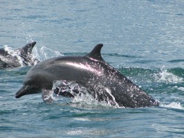 Dolphins at Nicuesa Lodge, Golfo Dulce